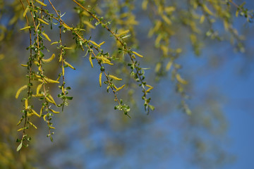 Fresh leaves on a tree in spring