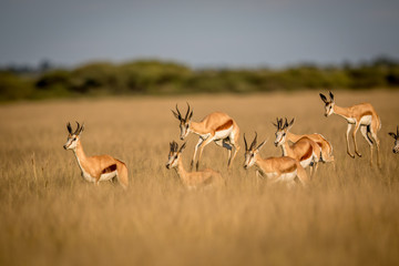 Springboks pronking in the Central Kalahari.