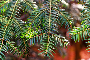 Fir tree branches, closeup