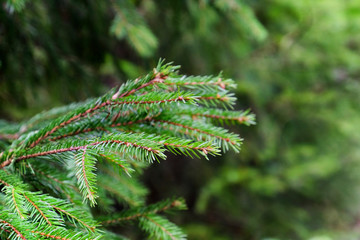 Fir tree branches, closeup