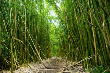 Path through a tall bamboo forrest on the Road to Hana on Maui, Hawaii