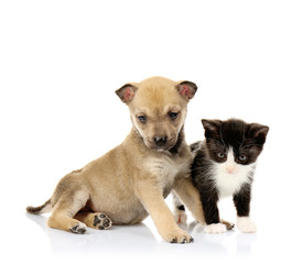 Obraz premium Cute little kitten and puppy on white background
