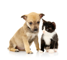 Cute little kitten and puppy on white background
