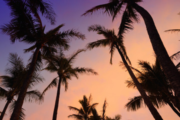 Fototapeta na wymiar Palm trees silhouette on sunset tropical beach on Hawaii