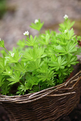 Frischer Waldmeister