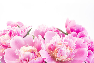 Obraz premium Pink Peonies