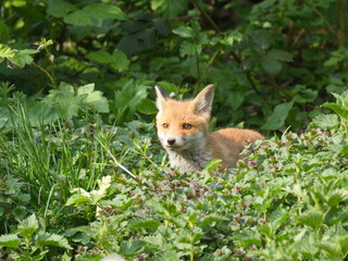 Naklejka na ściany i meble Fuchswelpe - young fox