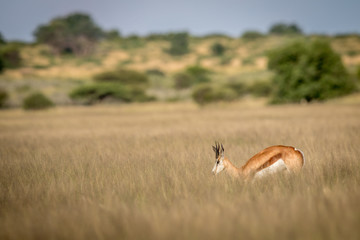 Springbok in the high grass.
