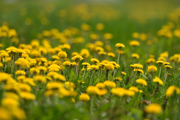 Obraz premium Field of yellow dandelions