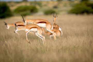 Springboks pronking in the Central Kalahari.
