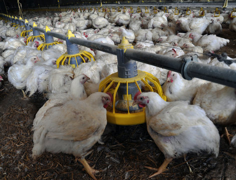 Broiler chickens on a modern poultry farm near feeders with feed