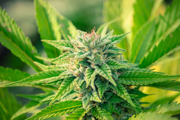 Cannabis Gorilla Grow