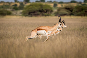 Springboks pronking in the Central Kalahari.