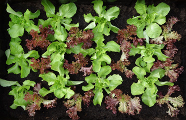 junge Salatpflanzen von oben in einem Beet