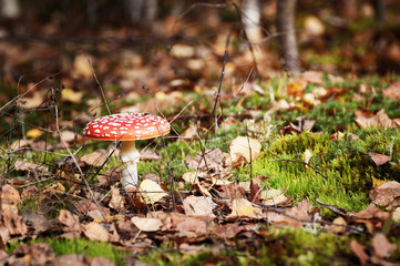 The poisonous fungus fly agaric grows in the forest
