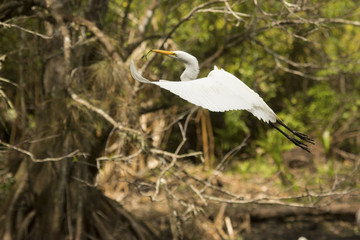 Great egret flying with twig in its bill, Florida everglades.