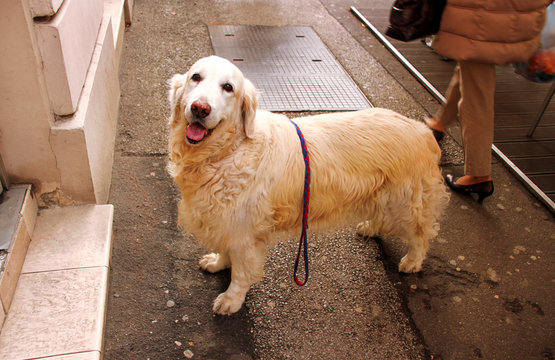 Dog Golden Retriever. A Nice Dog Fan Awaits Its Owner Outside On The Street. The Portrait Of Cute Funny Golden Retriever Dog In The City.