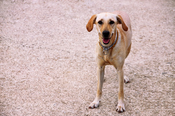The beautiful dog awaits its owner outside on the street, posing in front of the camera.