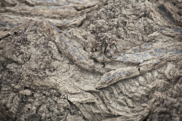 the Rough textured bark on old Willow Trees, Riverside Park, Salida, Colorado, USA
