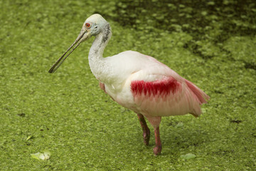 Roseate spoonbill standing among water plants in the Florida everglades.