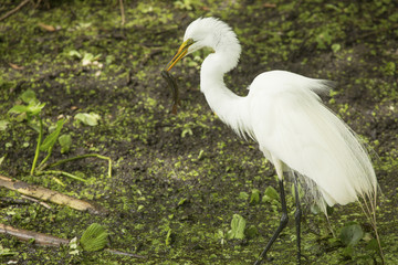Great egret standing with a fish in its bill, Florida.