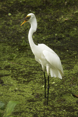 Great egret standing with a fish in its bill, Florida.