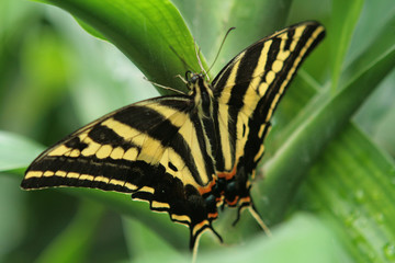 Schmetterling