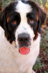 Dog Saint Bernard in garden. The portrait of beautiful cute funny Saint Bernard dog, posing in front of the camera.