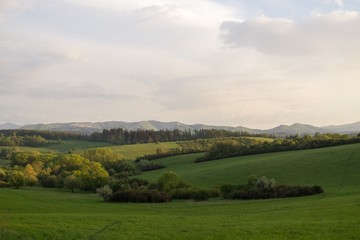 Obraz premium Dandelion field. Slovakia