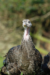 Young Turkeys