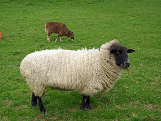 Naklejka premium Two sheep in a field