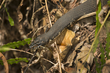 Banded water snake in the underbrush of Florida's everglades.