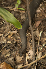 Banded water snake in the underbrush of Florida's everglades.