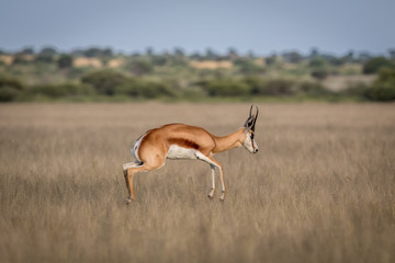 Springbok pronking in the Central Kalahari.