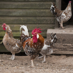 Rooster and hens