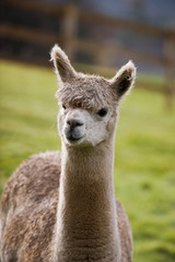 Alpaca
