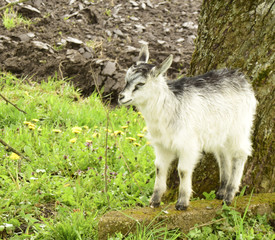 Naklejka na ściany i meble The young goat is in the village outdoors