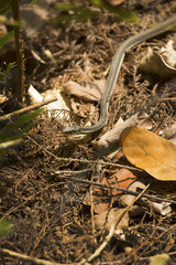 Ribbon snake in the underbrush of Corkscrew Swamp in Florida.
