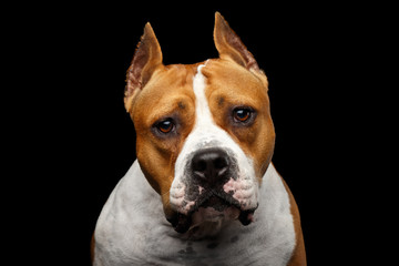 Close-up portrait of dog american staffordshire terrier breed with cutting ears looking in camera on isolated black background, front view