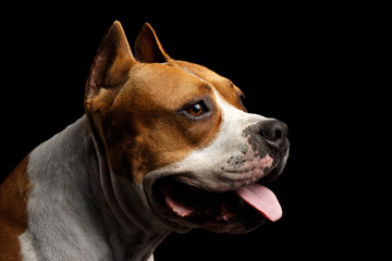 Close-up portrait of dog american staffordshire terrier breed with cutting ears looks alert on...