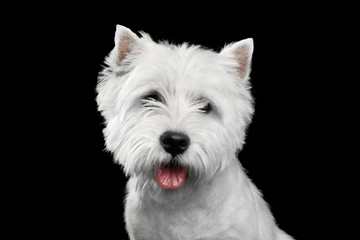 Portrait of West Highland White Terrier Isolated on Black Background