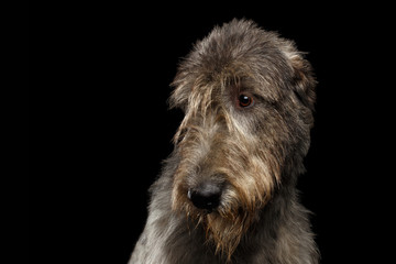 Portrait of Irish Wolfhound Dog Looking at side on Isolated Black Background, profile view