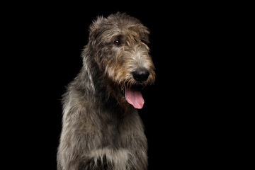 Naklejka na ściany i meble Portrait of Irish Wolfhound Dog head on Isolated Black Background, front view