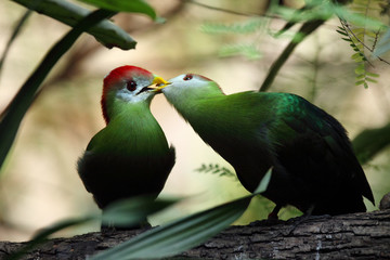 The red-crested turaco (Tauraco erythrolophus) pair on the branch in the bush