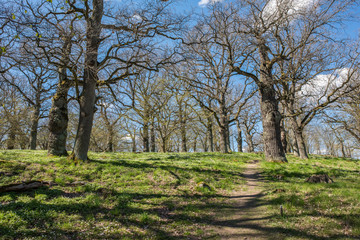 Oak grove during spring in Norrkoping, Sweden