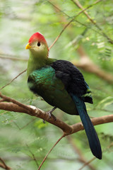 The red-crested turaco (Tauraco erythrolophus)on the branch in the bush