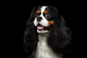 Portrait of Cavalier King Charles Spaniel Dog on Isolated Black Background