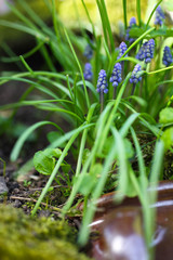 Ein kleiner Gartengruß