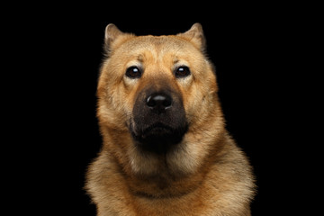 Portrait of Dog mix breed Akita Inu and Chow Chow Isolated on Black Background, Funny face