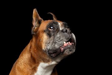 Obraz premium Portrait of Funny Boxer Dog Looking up on Isolated Black Background